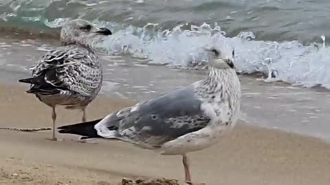 Seagulls freely moving around the beach