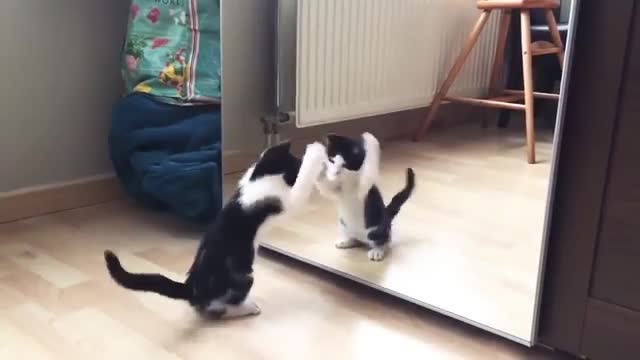 Funny Cat Dancing in Front of The Mirror