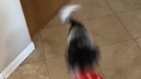 Black and grey dog bounces red balloon up and down on floor