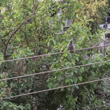 Bird and her egg in my bucket