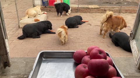 Feeding many dogs? No problem