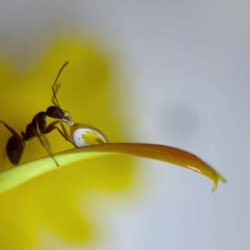 How | got my ants shot