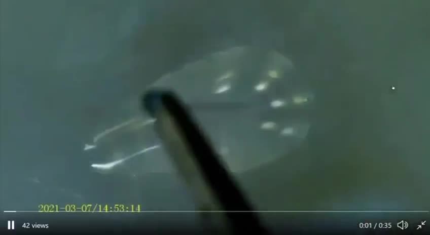 Morgellons in Masks and PCR-Test Swabs? 마스크와 코비드-19 테스트 면봉에 모겔론스가?