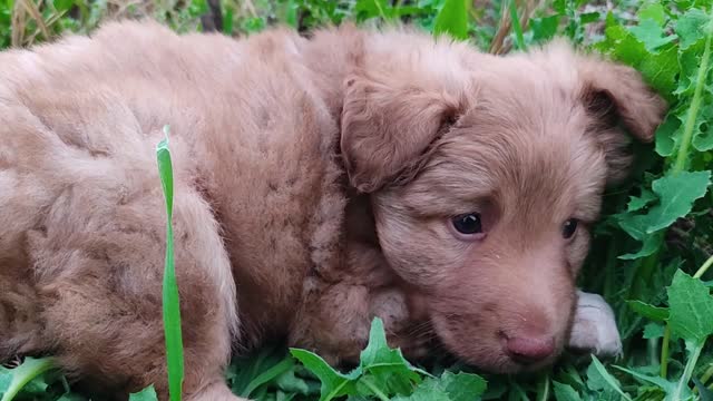 Scared puppy in the green
