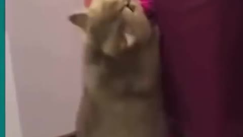 veryfunny cat video can'tstop laugh