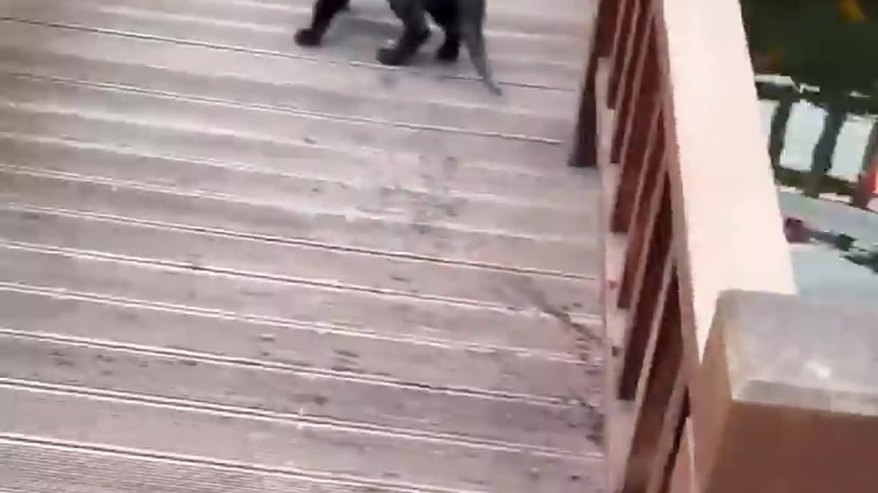 Funny cats compilation|##SHORTS||