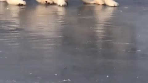 So fluffy and wiggly doggos