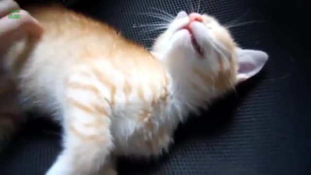 Funny Cats and Kittens Meowing Compilation