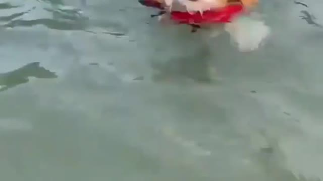 Puppy Goes for a Swim