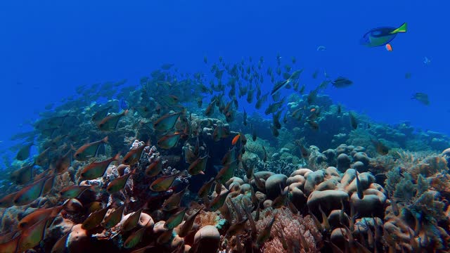 The most beautiful coral reefs and undersea creature on earth