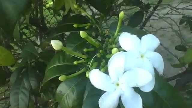 Olha que linda flor jasmin branca, a árvore tem muitas flores! [Natureza e Animais]