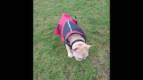 baby pugs crew at the park playing around today