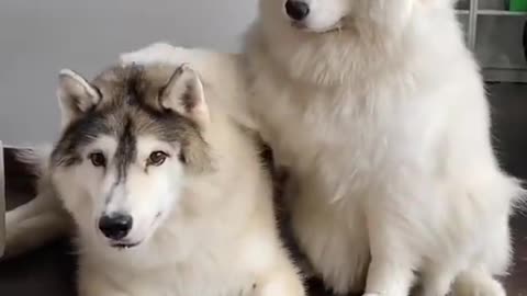 Cute Dog