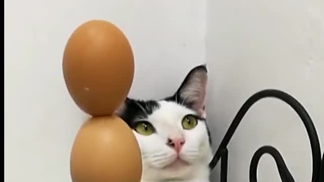 Cat playing with eggs.