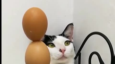 Cat playing with eggs.