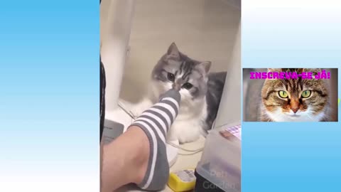 Beautiful scared cats