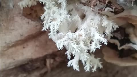 White Tooth Coral Fungus