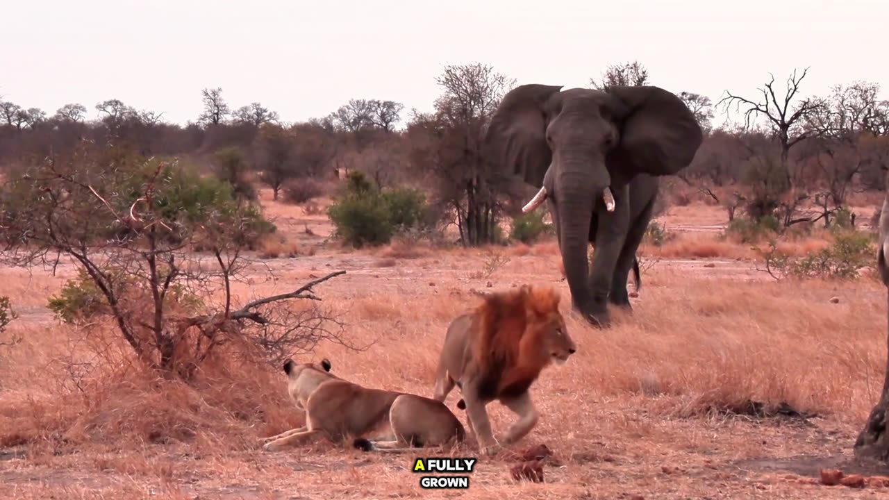 Elephant Bull Chases Lions Off