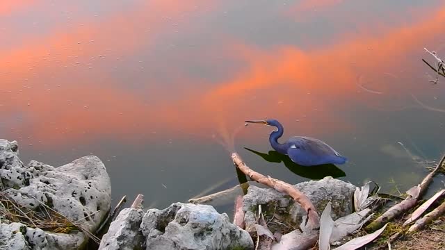 Tri-Colored Cattle Egret Ibis At Sunrise