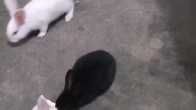 rabbit