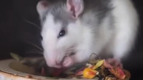 Cute Rat Eating Meal Cute Animal Funny Videos Cute Hamster Funny Video