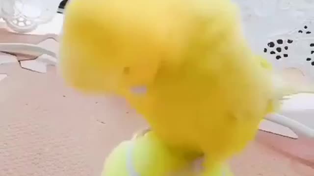Parrot playing with tennis ball. amazing video.