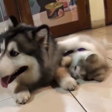 Whaen the same time puppies cute