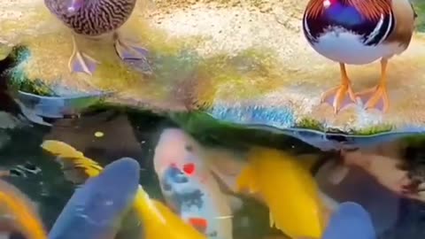 duck and koi fish