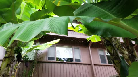 Healthy banana trees