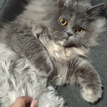 Cat Loves Belly Rubs: Princess The Cute Cat