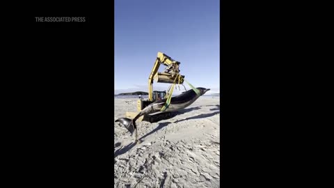 WATCH_ World’s rarest whale found on New Zealand beach, possibly shedding clues on species.mp4