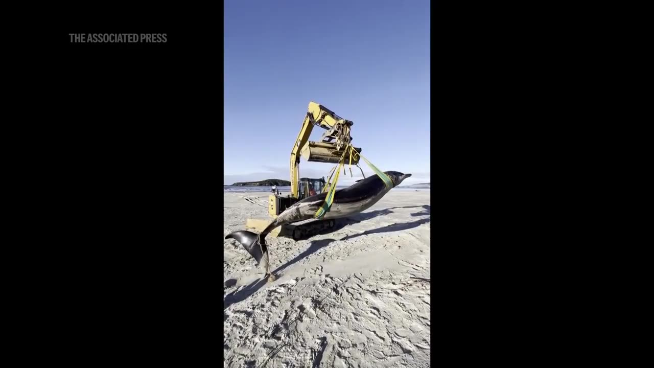 WATCH_ World’s rarest whale found on New Zealand beach, possibly shedding clues on species.mp4