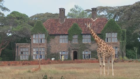 Giraffes mill around outside an old mansion in Kenya