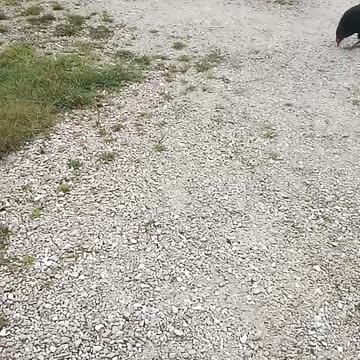 DOOR DASH: TRUMP HOUSE #TRUMP24