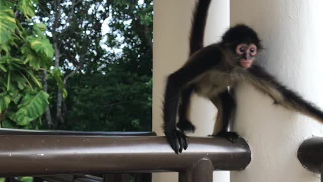 Young Spider Monkey Eating a Banana