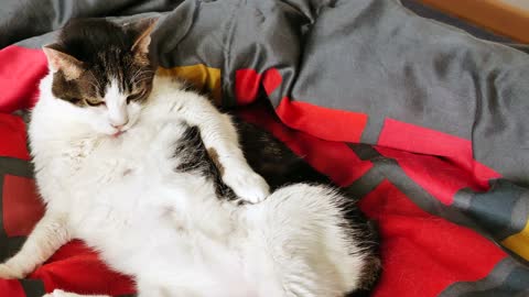 Beautiful cat hh