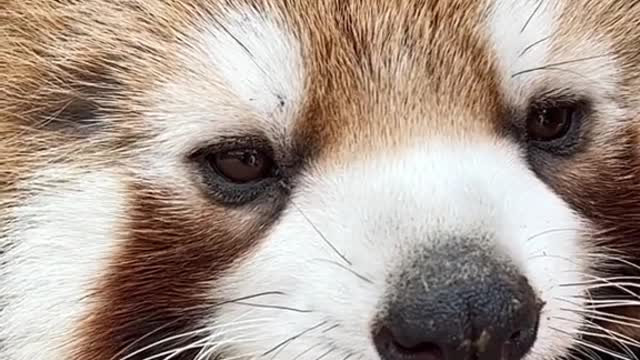 The red panda