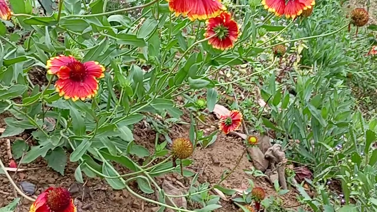 天人菊