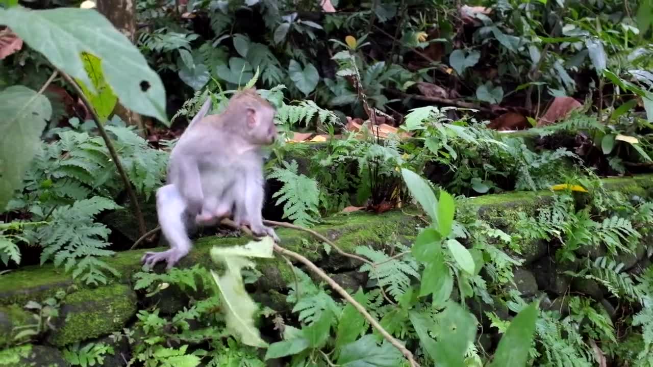 Monkey cute in forest #