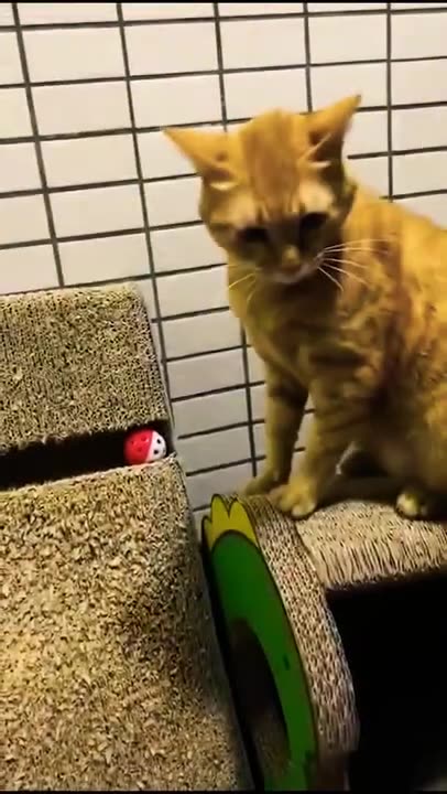 Funny animal videos #funnyanimalvideos #funny #animal #videos #video #cat #dog #home #funnyanimals