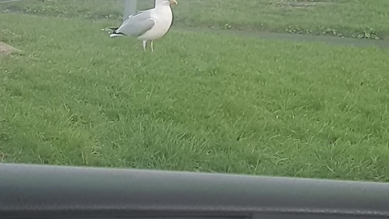 Dancing Seagull