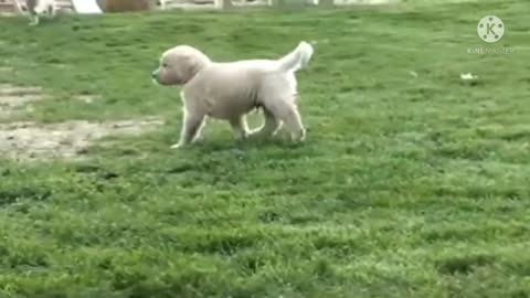 Enjoy time puppy with mother