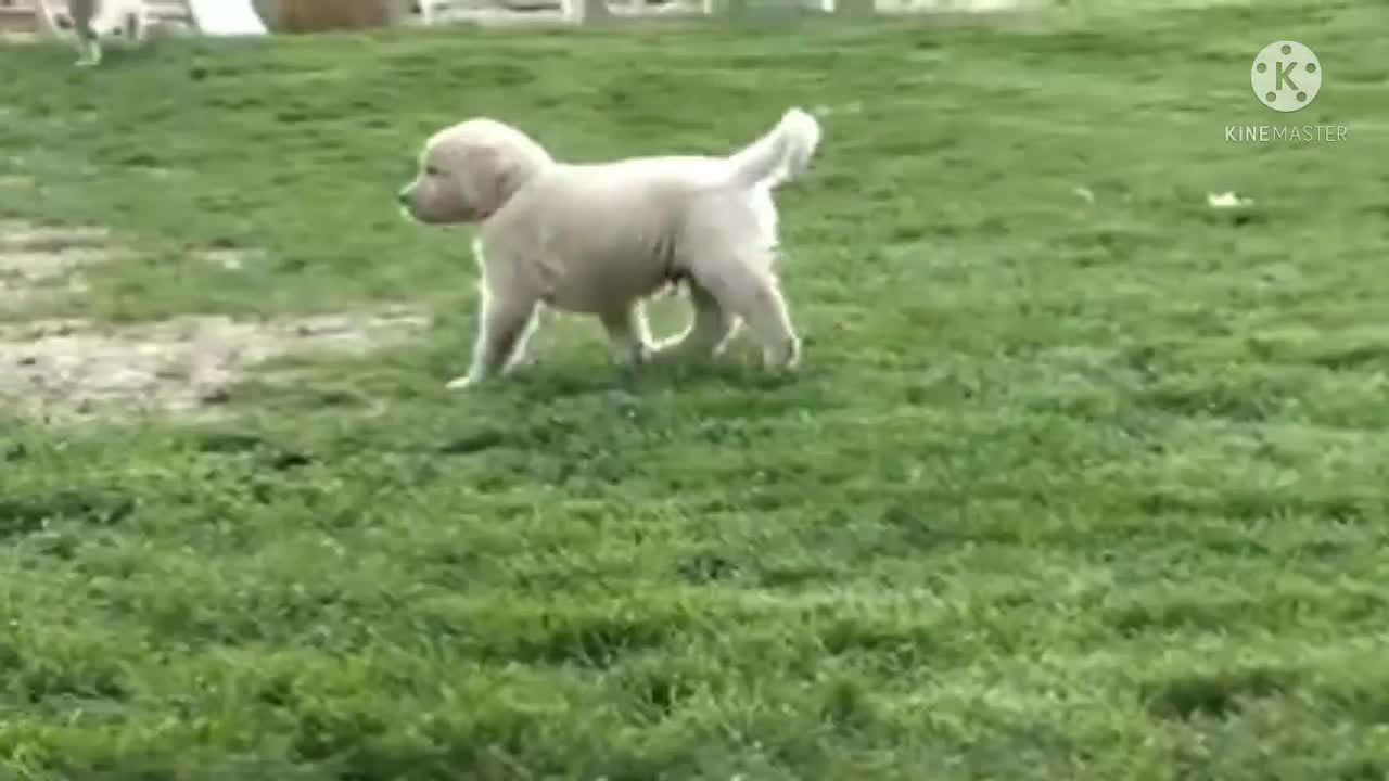 Enjoy time puppy with mother