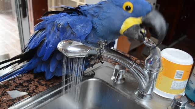 Bathing blue Parrot