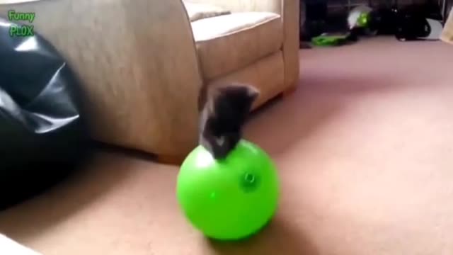 Funny cat vs balloons compilation