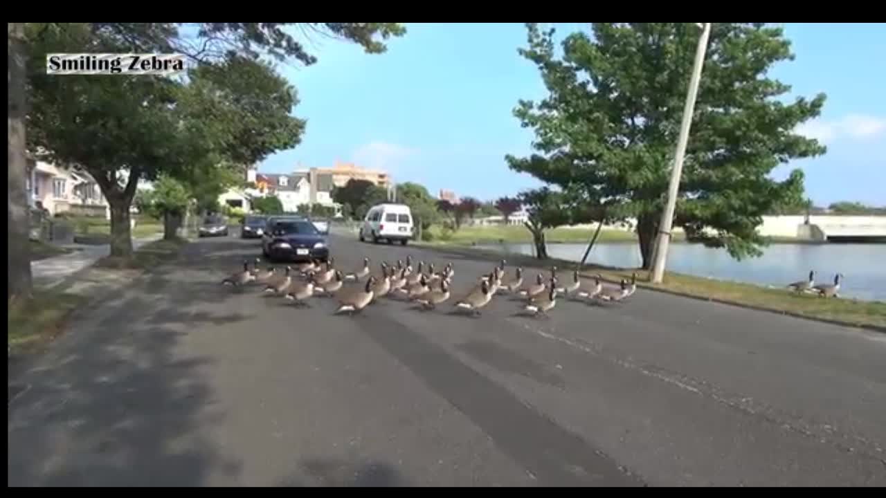 geese life