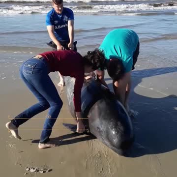 WATCH : Rescuing A Pilot Whale Calf! ❤