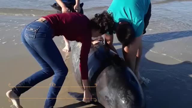 WATCH : Rescuing A Pilot Whale Calf! ❤