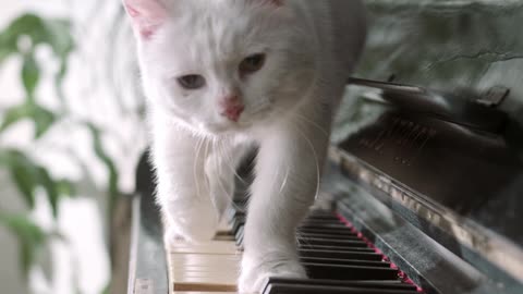 Cat Walking Over The Piano Keyboard