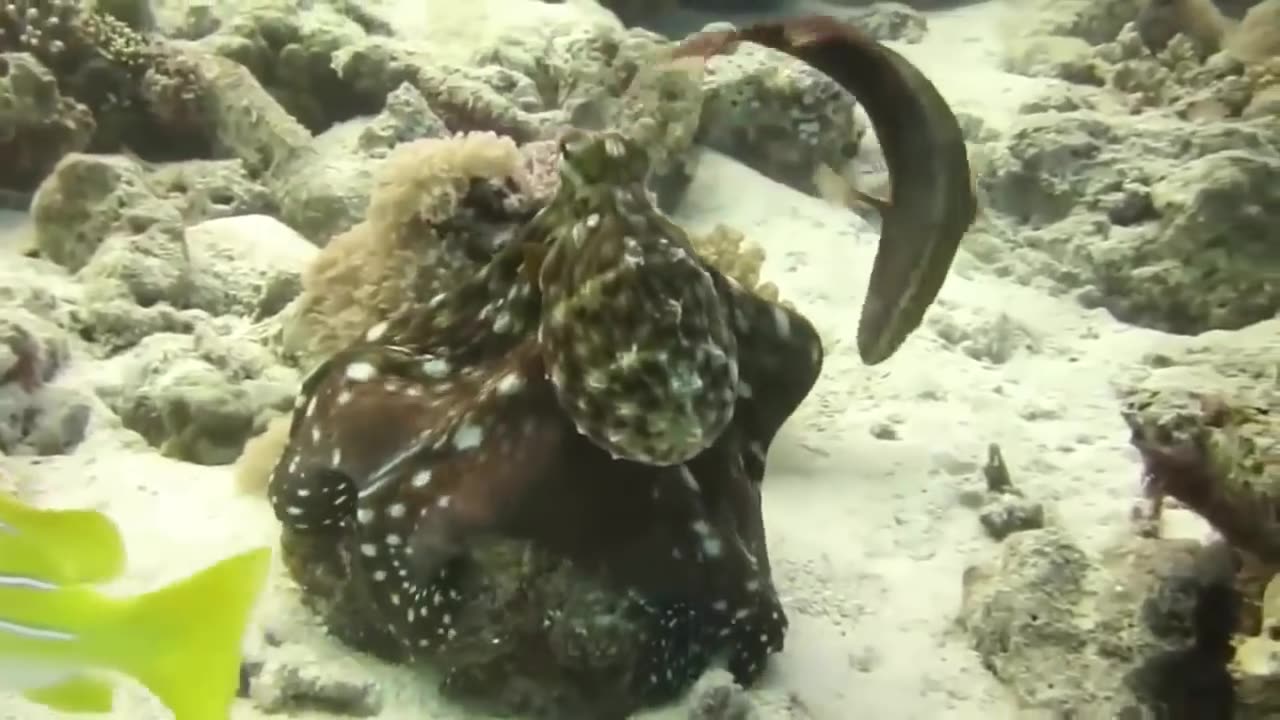 The Eagle Hunting Octopus In The Blue Ocean